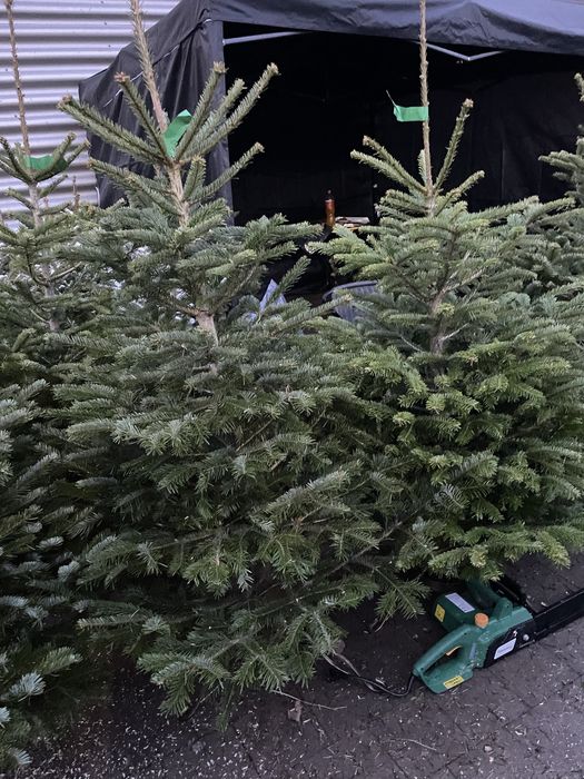 Choinki świąteczne Słupia Sosnowiec Dąbrowa Górnicza Piekary Śląskie