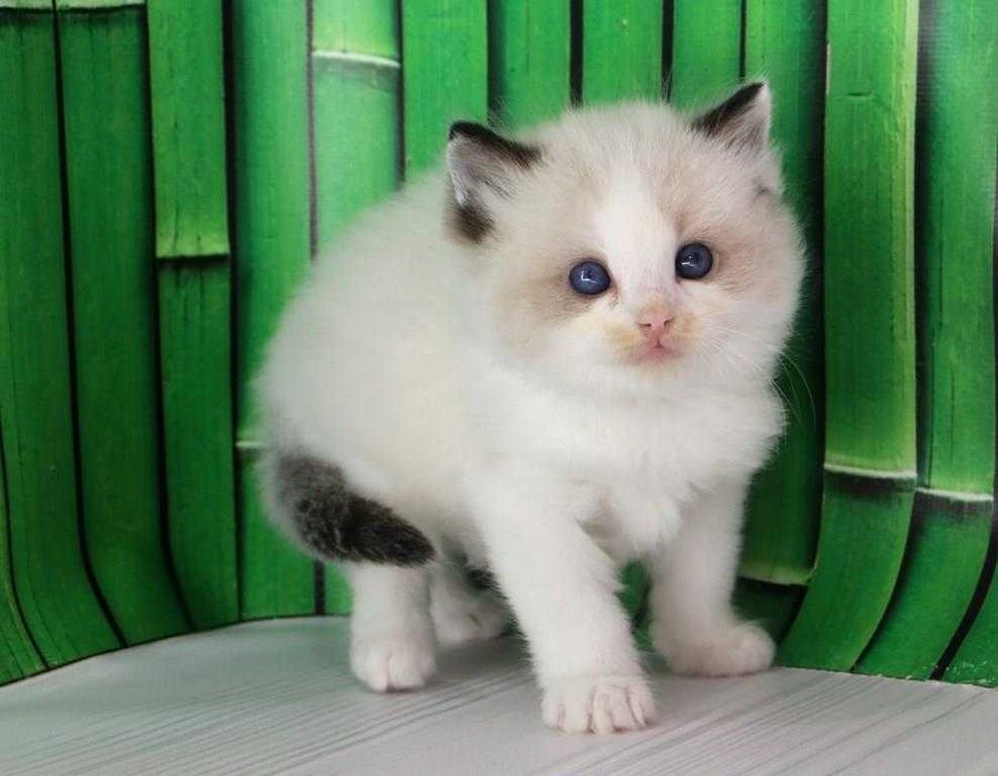 Дуже красива порода-Ragdoll. Самий ласкавий котик