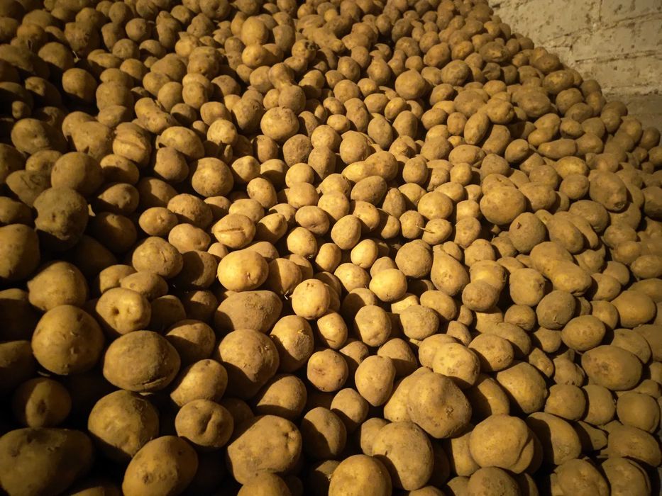 Ziemniaki (Queen Anne, Sifra)