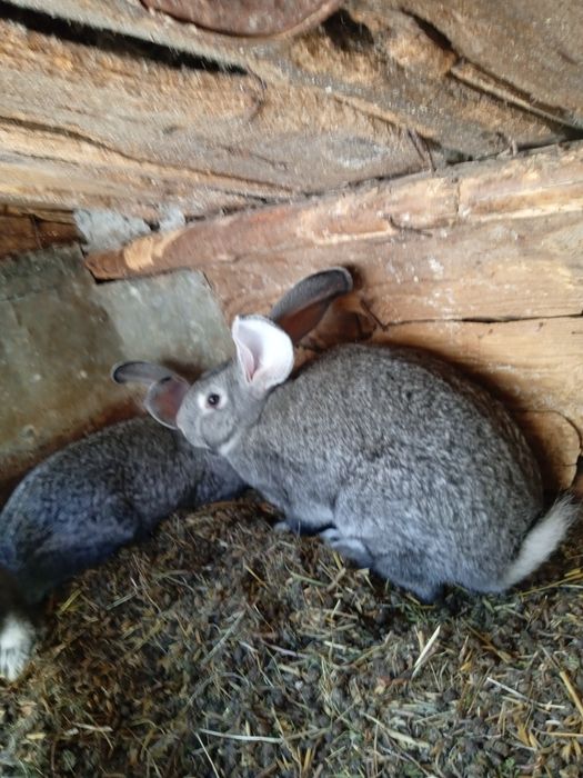 Продам кроликів європейськас шиншила