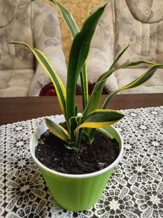 Комнатные растения Sansevieria \тещин язык\.