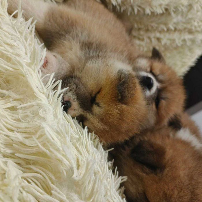 Щенята Акіта іну