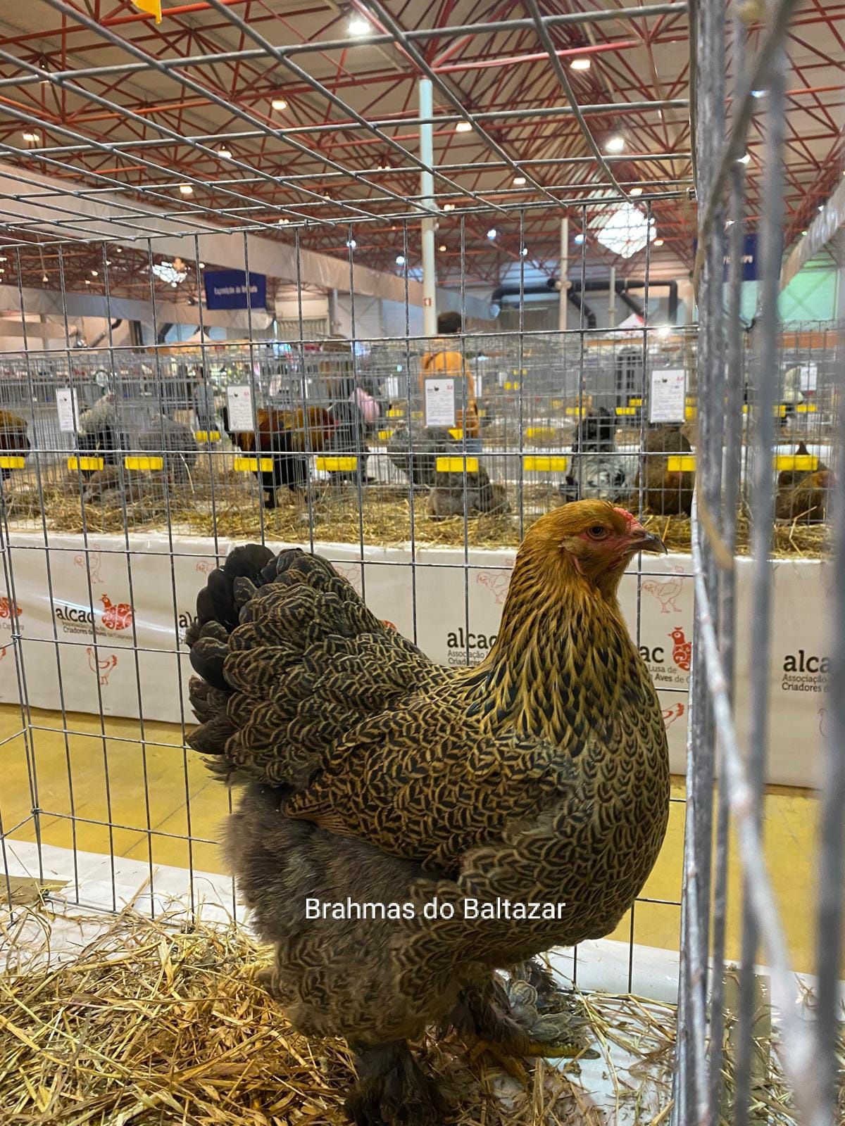 Brahma Perdiz dourada {ovos}
