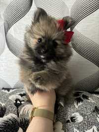 Szpic pomeranian miniaturowy