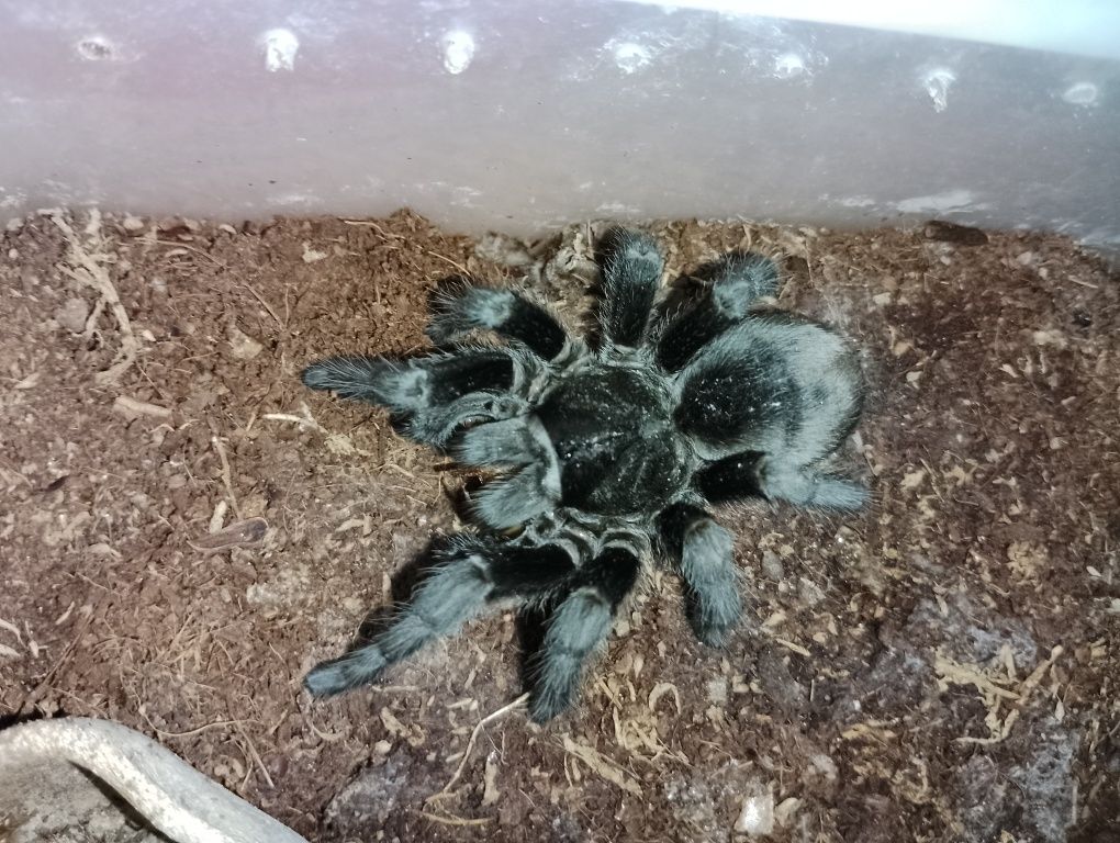 Grammostola Pulchra, самець