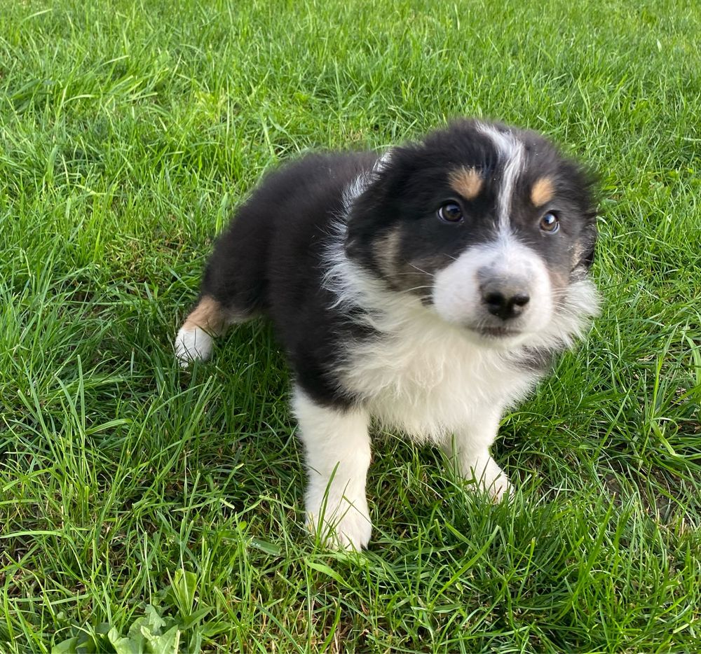 Owczarek australijski black tri