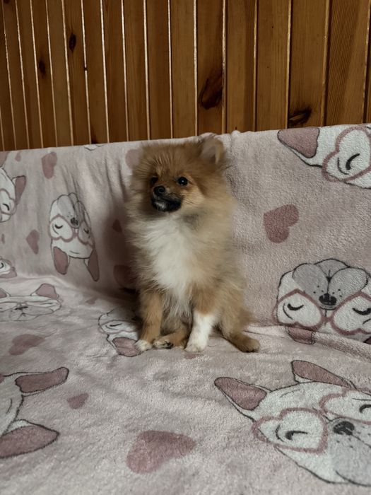 Szpic miniaturowy pomeranian komplet szczepień