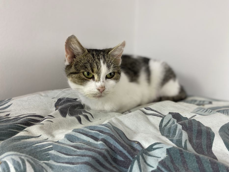 Młoda, nieśmiała i miła kotka czeka na dom!