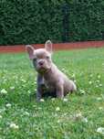 Suczka Isabella buldog francuski