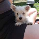 West Highland White Terrier