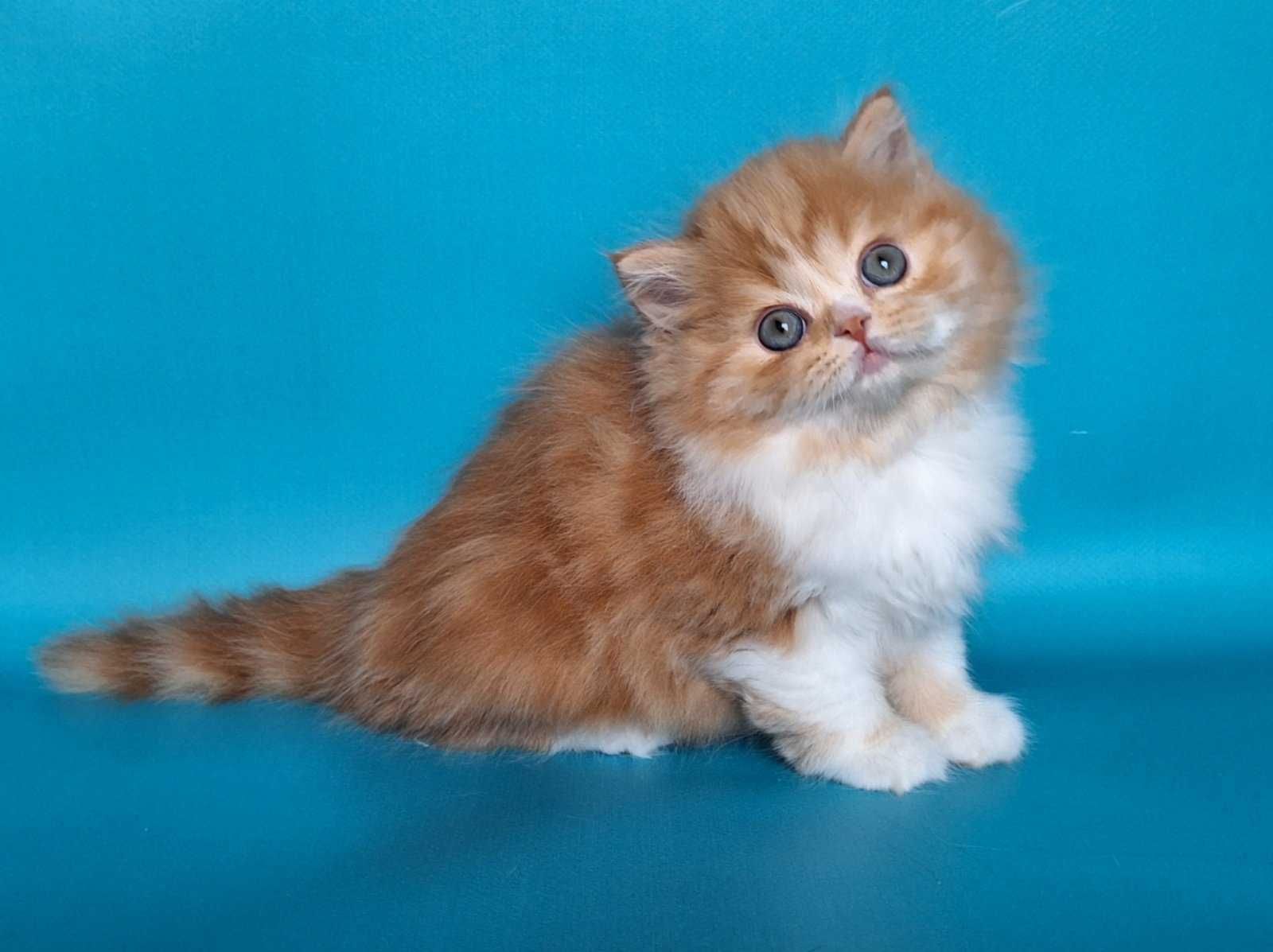 Шотландський Хайленд хлопчик Томмі