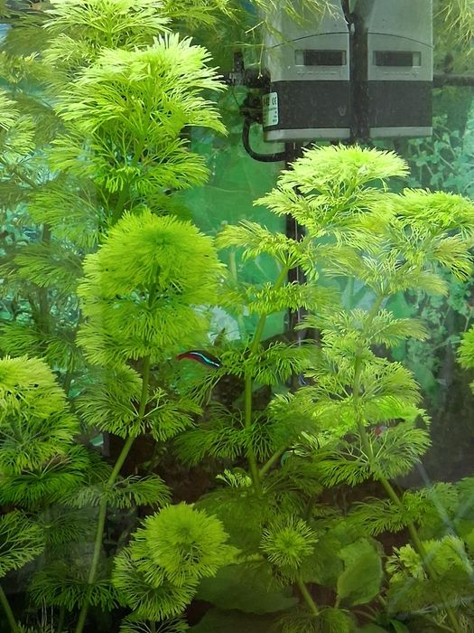 Limnophila Sessiliflora
 Roślina akwariowa