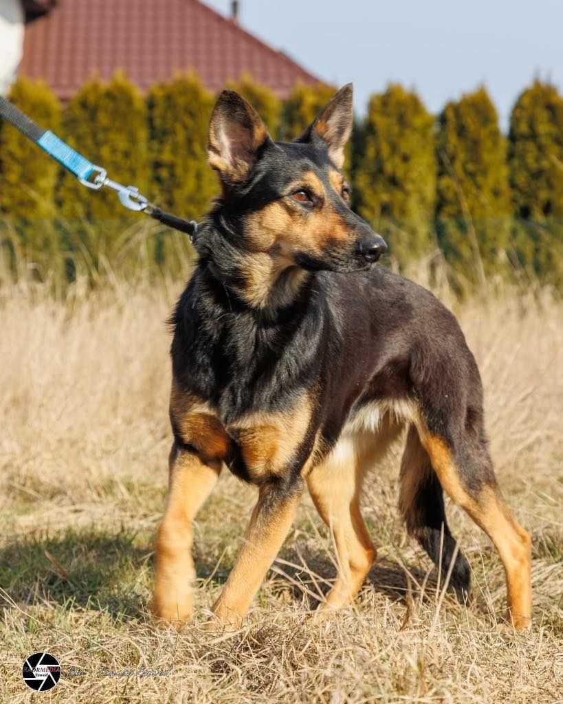 Przekochana Mika ma 2 lata i czeka na dom