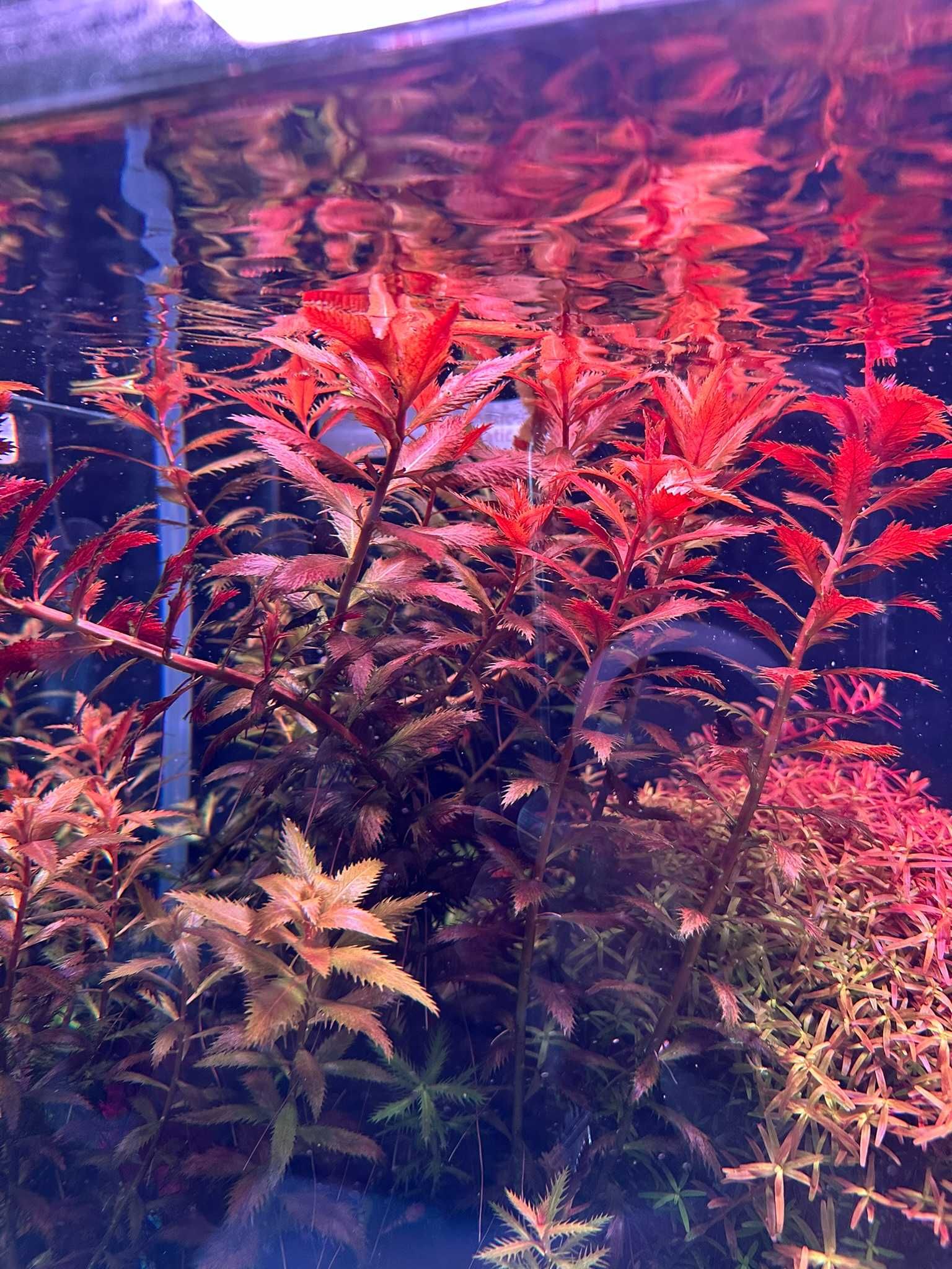 Proserpinaca Palustris (Pełzacz Bagienny) 5 szt. - hodowla podwodna