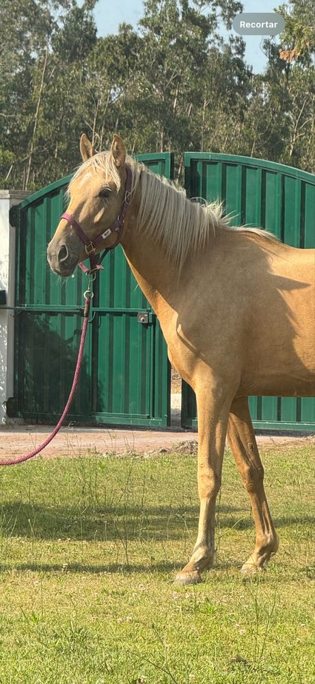Égua Palomina 4 anos