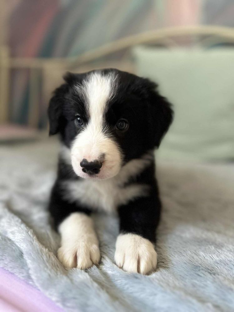 Chłopak rasy  Border Collie