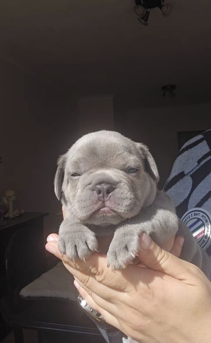 Bulldog macho exelente porte