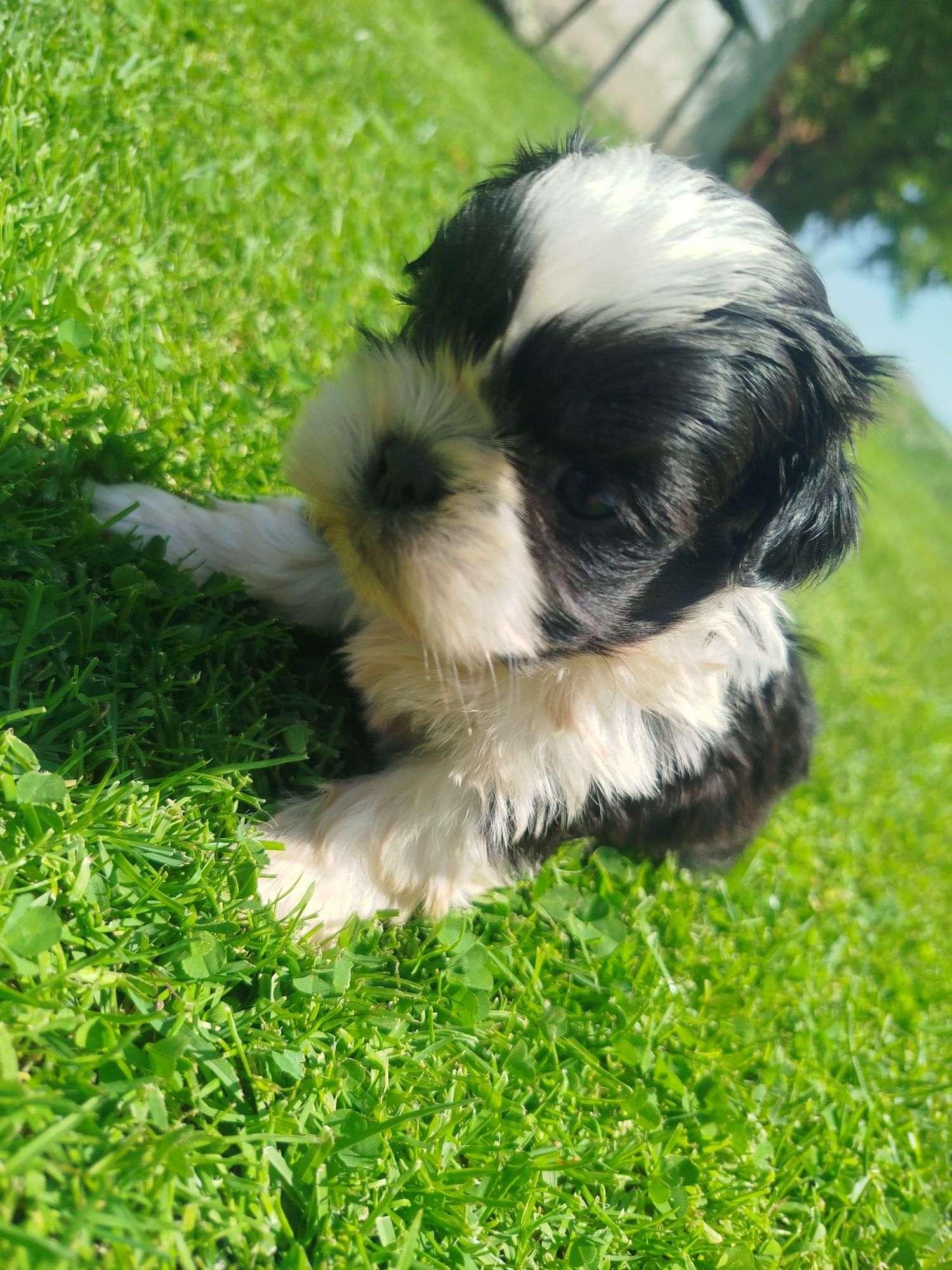 Shih tzu gotowe do odbioru
