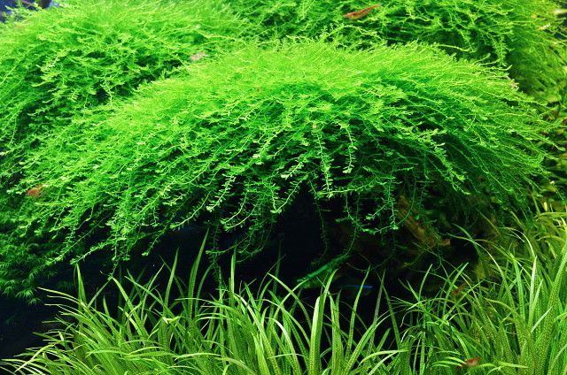 Мох бабл чистый без обрастания