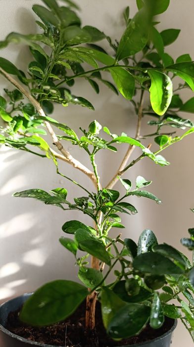 Мурайя з плодами