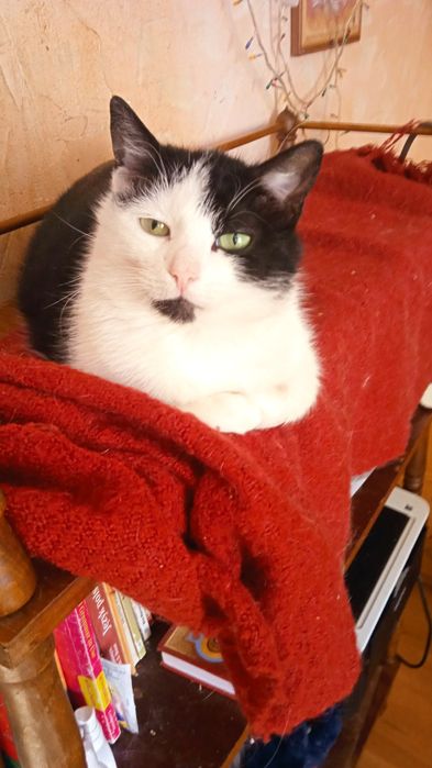 Стерилізована, лагідна киця