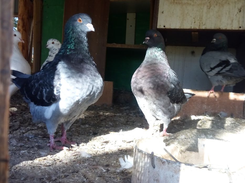 Gołębie Kingi sprzedam