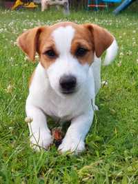 Jack Russell Terrier Rodzice FCI