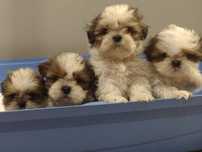 Shih tzu suczka, najladniejsza