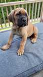 Sprzedam suczke rasy Cane Corso