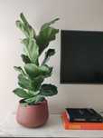 Ficus verdadeira