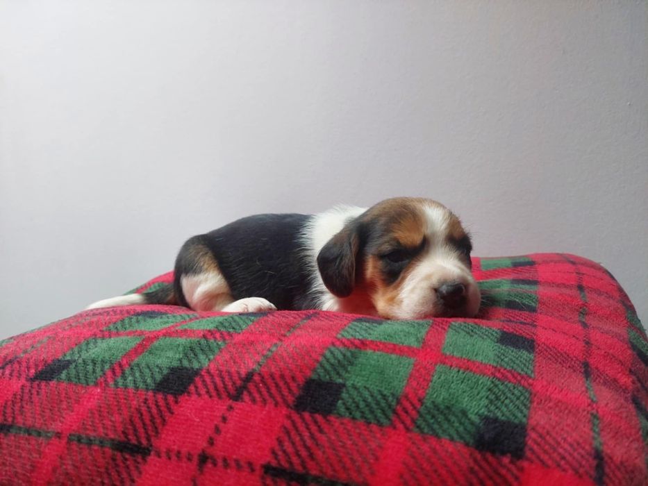 Szczeniak rasy beagle piesek suczka