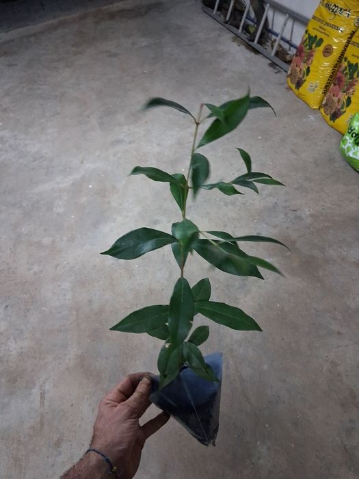 Goiaba pronta para ir para a terra, ótima raiz