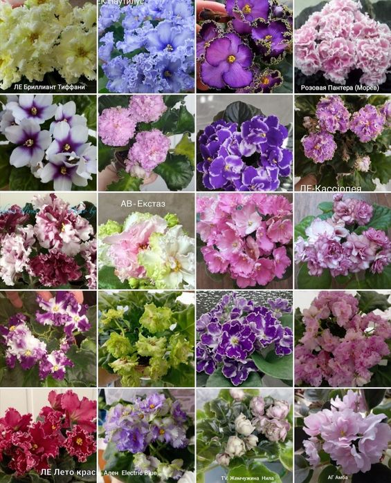 Молоді кустики сортової фіалки НЕ ДОРОГО Розпродаж