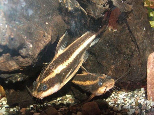 Рыбка Платидорас  (сомики) , и Таракатумы