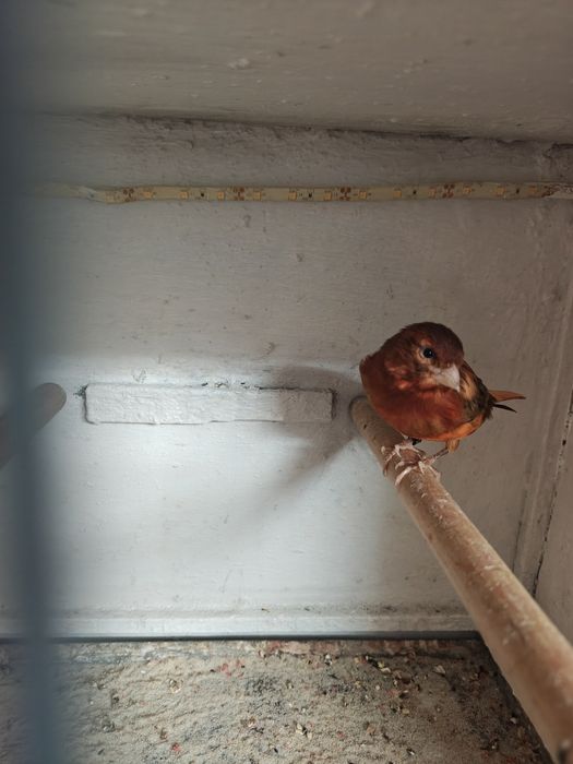 Mam do sprzedania kanarka samca rocznik 2025