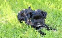 Yorkshire terier black piekny mini