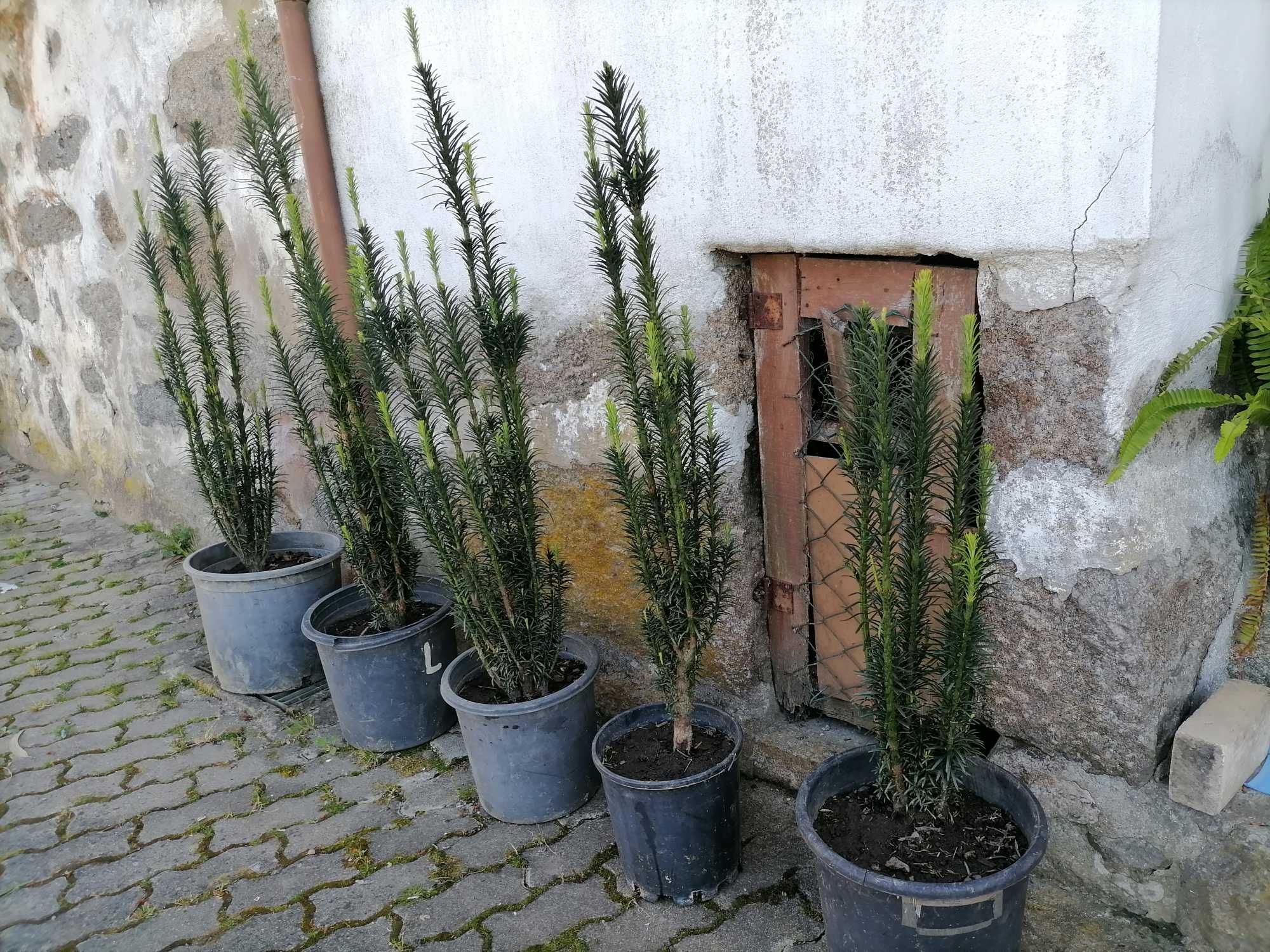 Cephalotaxus Fastigiata