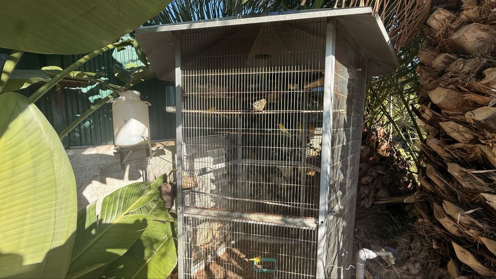 Agarponis Roseicollis(20)+ Periquitos (10)