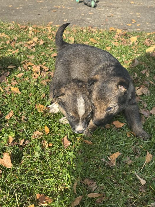 Pieski suczki. Szczeniaki do dobrego domu.