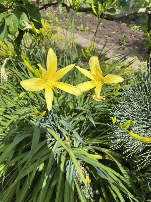 Лилейник цвет ассорти