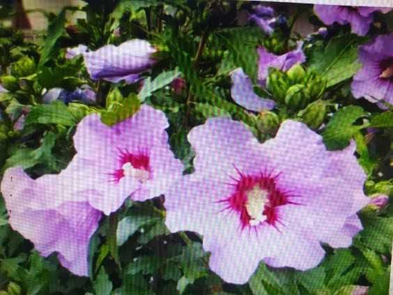 Sadzonki hibiskusa wysokość oko 40 cm