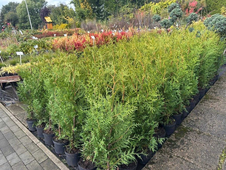 Thuja Brabant 0,9-1 m. ukorzenione , transport Strzelin, Nysa, Brzeg