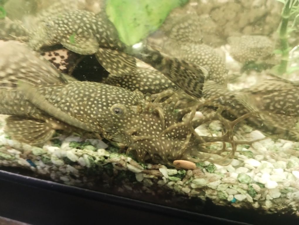 Rybki akwariowe-molinezje,glonojady,mieczyki,gupiki