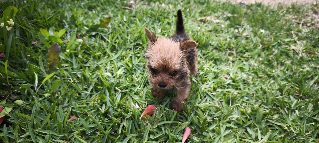 yorkshire terrier hiper Mini Fêmea Brown disponível para entrega imedi