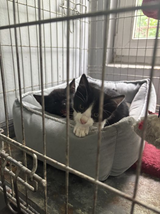 Boluś i loluś szuka domu