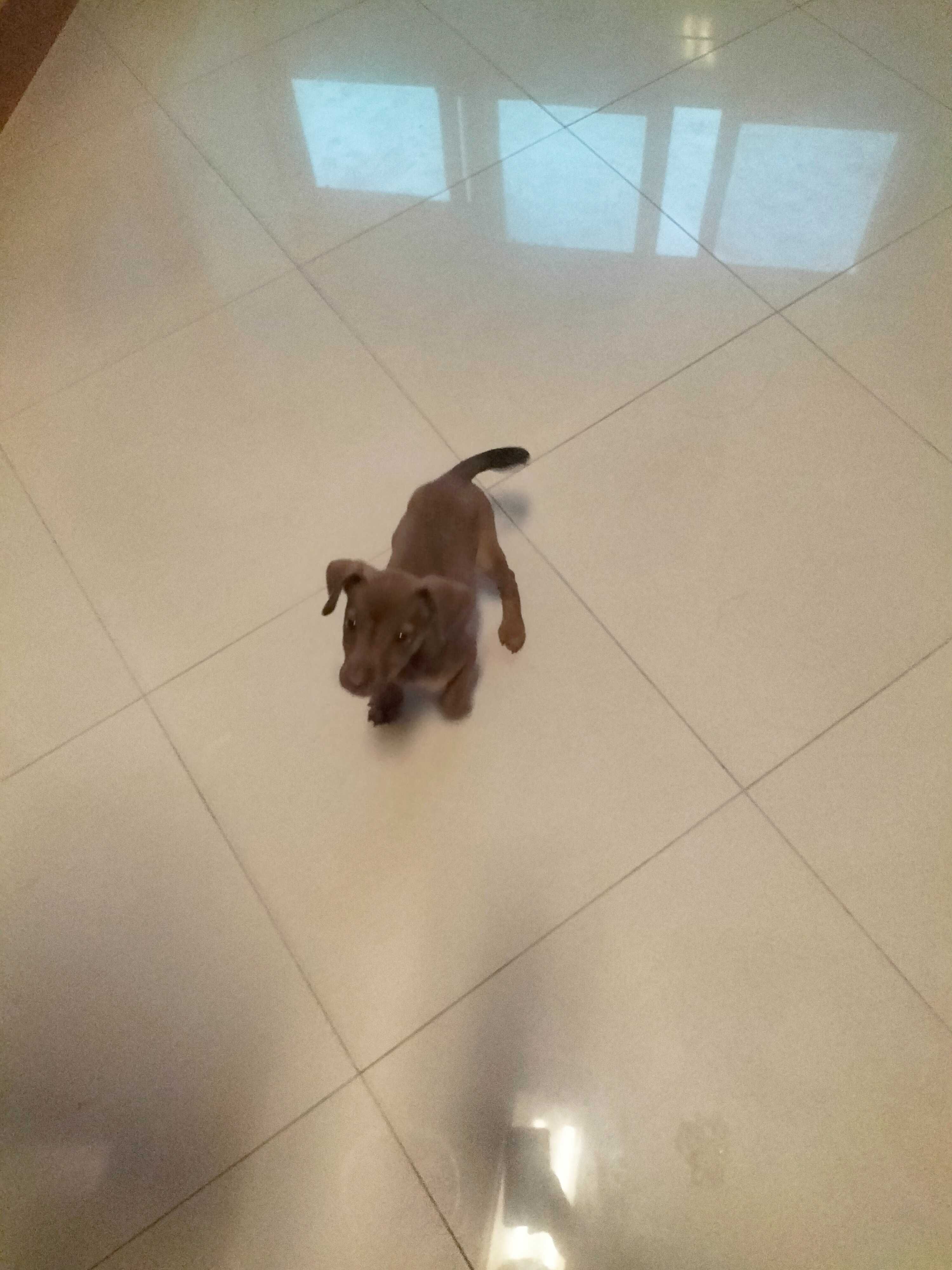 Pinscher fêmea 3 meses