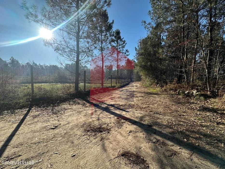 Terreno florestal, Lago