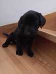 Labrador retriever szczeniak