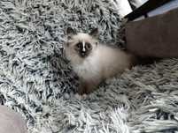 Kot ragdoll - kotka ragdoll z niebieskimi oczami- RODOWÓD