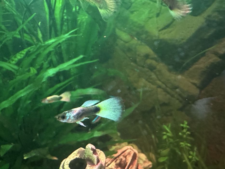 Rybki gupik, molinezje czarne. Roślinki, krewetki red i glonojady.